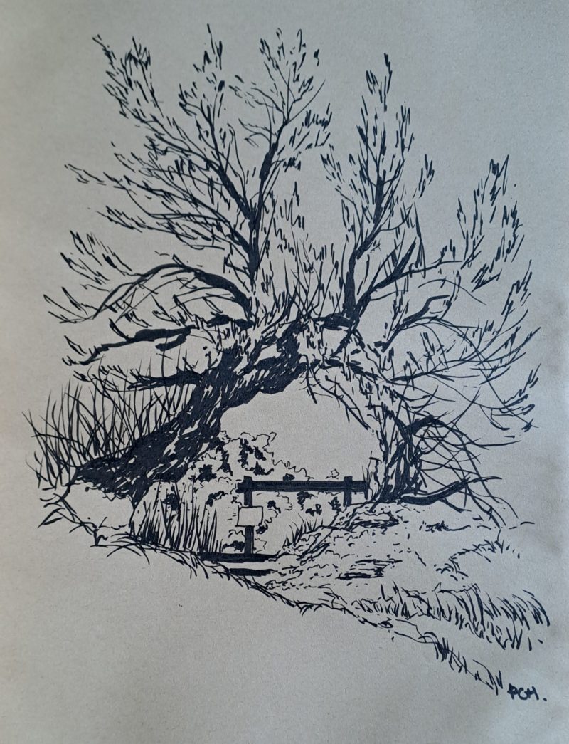 arbre