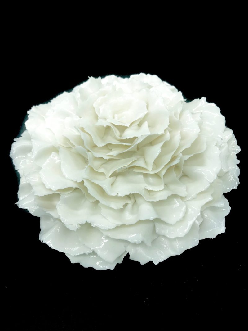 Camelia-blanc