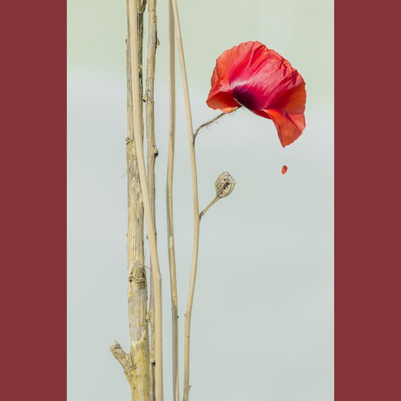 IMG_2629-FLEUR