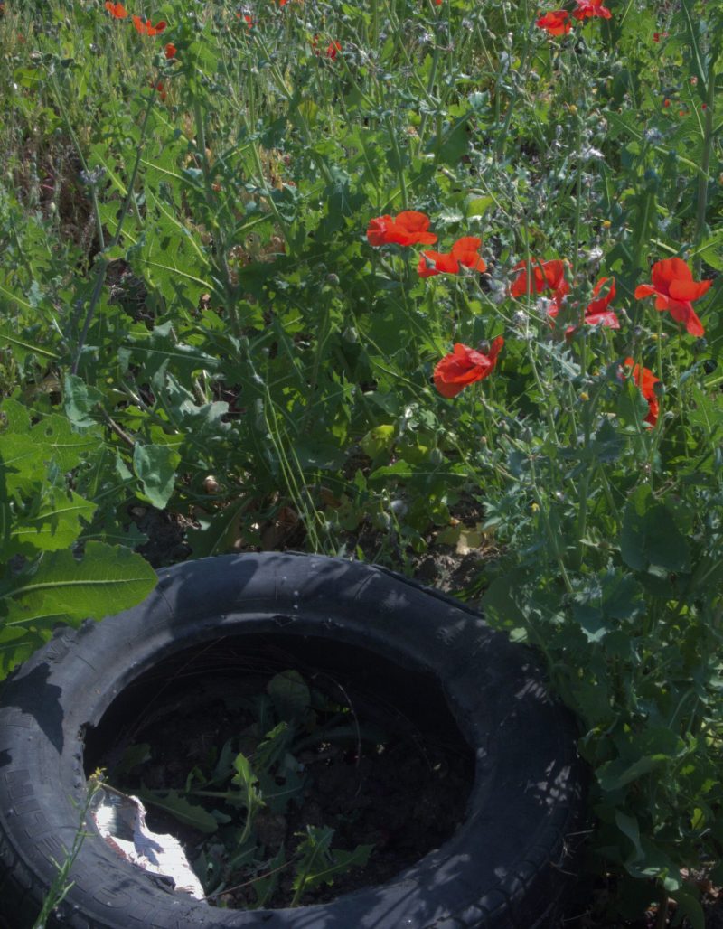 roue-et-coquelicots