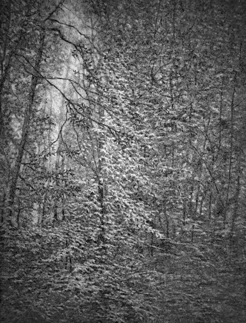 Sous-bois